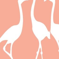 nouveaucollective flamingo trout