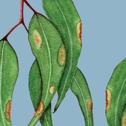 native waltz paintedgumleavesmural cloud 