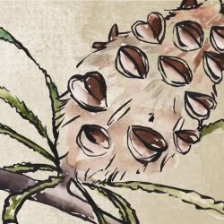 australian native doodles banksia nut brown