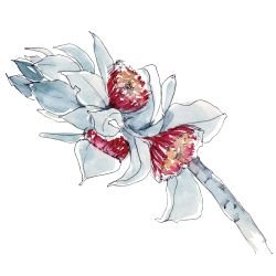 australian native doodles bright floral stem