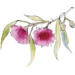 australian native doodles coral gum