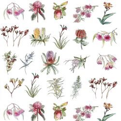 australian native doodles native discoveries