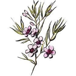 australian native doodles pink geraldton