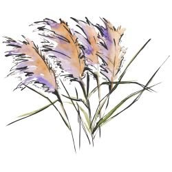 australian native doodles pink pampas