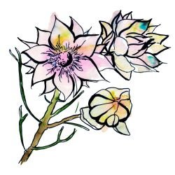 australian native doodles rainbow blushing bride