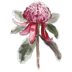 australian native doodles shady lady pink