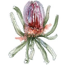 australian native doodles firewood banksia