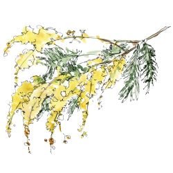 australian native doodles gold dust wattle