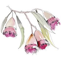 australian native doodles flowering eucalyptus