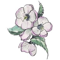 australian native doodles lenten rose