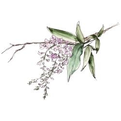 australian native doodles purple coral