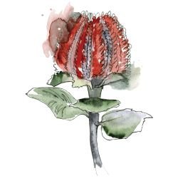 australian native doodles scarlet banksia