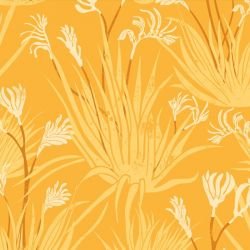 australian natives kangaroo paw sunshine 