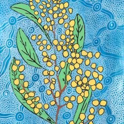 whadjuk dreaming wattleseed 