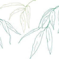 flowing flora evergreen cluster evergreen myrtle marine