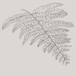 flowing flora firefern tropics lead mist