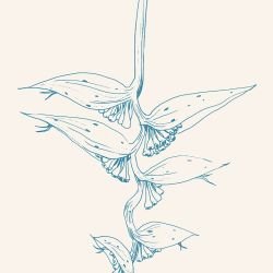 flowing flora hanging heliconia powderblue eggshell