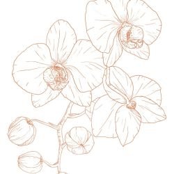 flowing flora tri orchids sunset