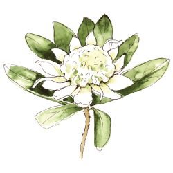 australian native doodles native waratah white