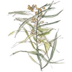 australian native doodles spirit tree