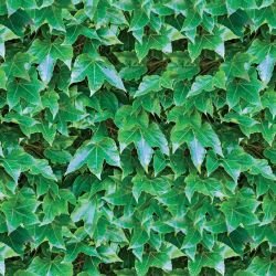 green walls ivy cover