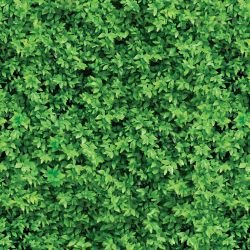 green walls leaf cover