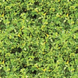 green walls lime leaf