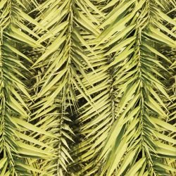 green walls sunbleached palm