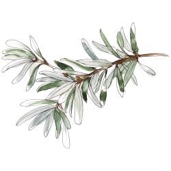 australian native doodles silver banksia