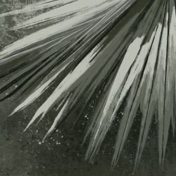 leafscapes spike fan fronds dark olive