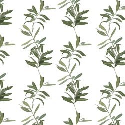 tuscan days olives blooming white