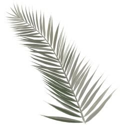 leafscapes single frond pale green white