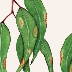native waltz painted gum leaves mural eggshell