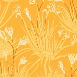australian natives kangaroo paw sunshine