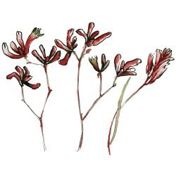 australian native doodles bloodwort
