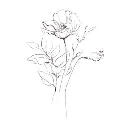 silhouette flora and fauna   wildflower selection black white
