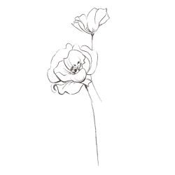 silhouette flora and fauna  flower bloom black white