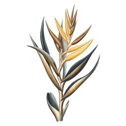 textured tropics heliconia single green yellow