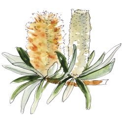 australian native doodles banksia in bloom