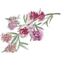 australian native doodles christmas florals