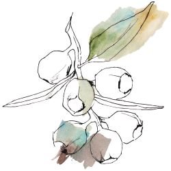 australian native doodles gumnut outlines