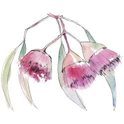 australian native doodles gungurru gum